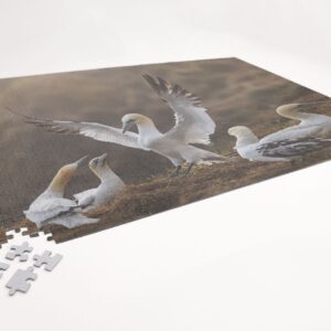 Gannet Get Together - 1000 piece Jigsaw Puzzle